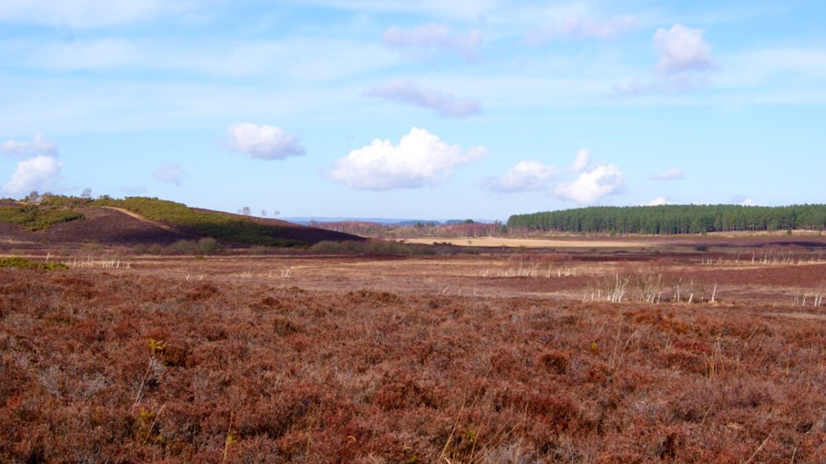 History Tour of Hartland Moor and Middlebeere peninsular