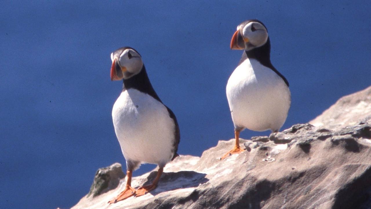 The Plight of the Purbeck Puffins
