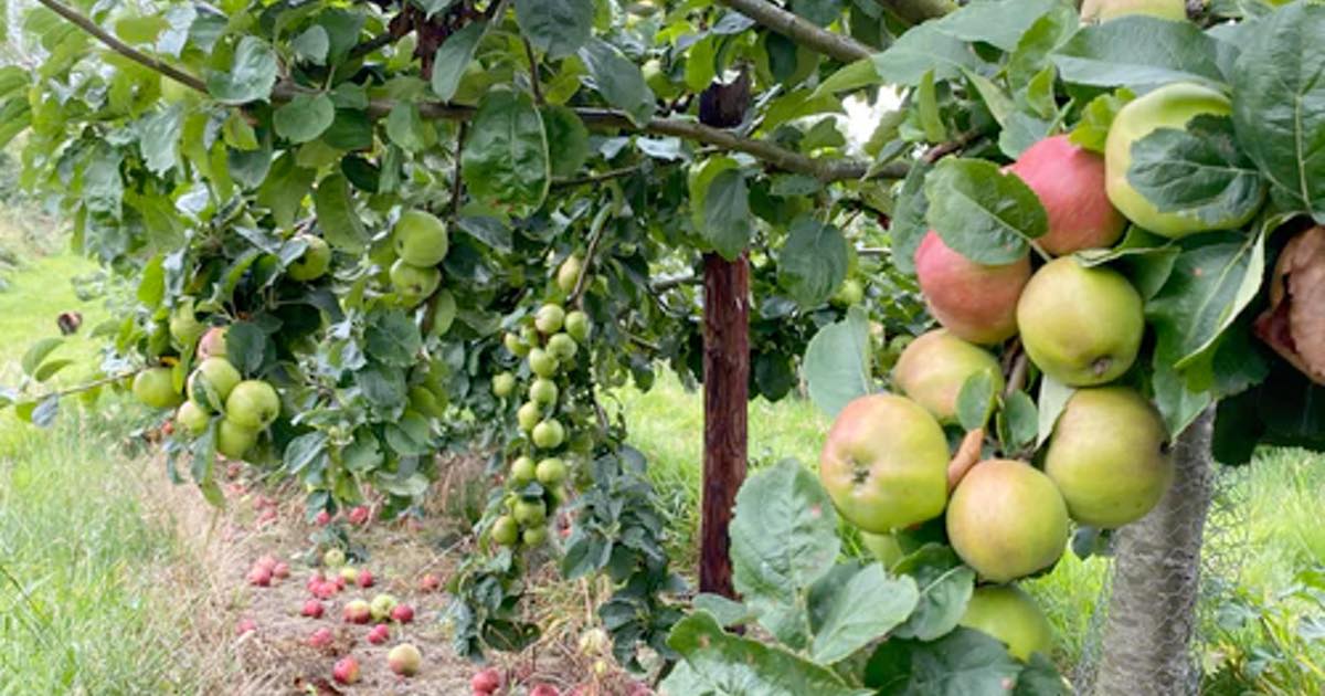 Cider tour