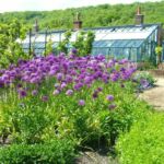 Kitchen Garden