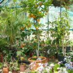 Inside the Hot house