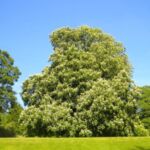 An unusual tree