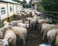 Sheep at Kingston Maurwood
