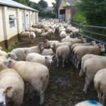 Sheep at Kingston Maurwood