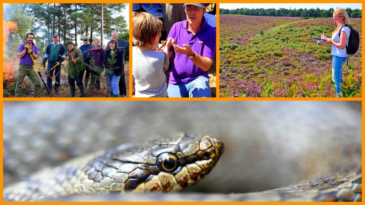Purbeck Society Talk - The Snakes in the Heather project