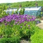 Kitchen Garden