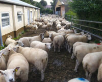 Sheep at Kingston Maurwood